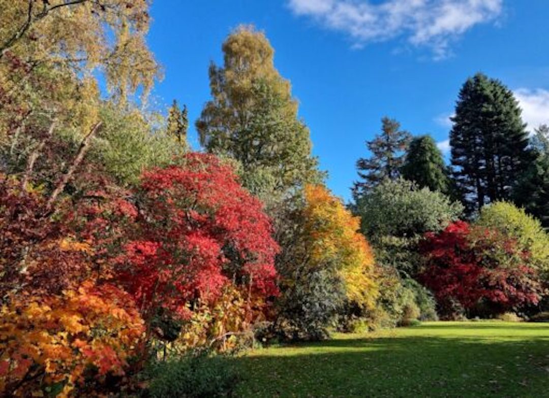 A colourful woodland garden at Cluny House Gardens